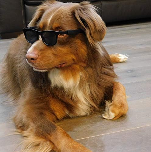 G006 Köpek Pet 80 s Kostüm Güneş Gözlüğü Prop Photoshoot Orta Irkları 20-40 lbs