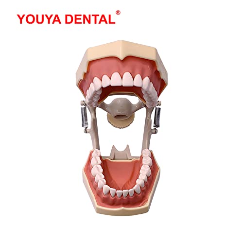 YOUYA DİŞ TM-460 Anatomi Typodont Eğitim Modeli ile 32 adet Çıkarılabilir Diş Öğretim ve Çalışma için