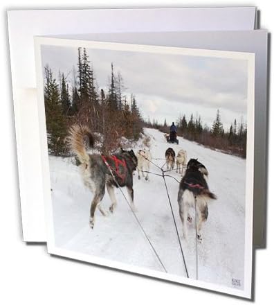 3dRose Tebrik Kartı Arctic Kızak Köpekleri, Churchill Manitoba Kanada. - 6 x 6 inç (gc_37662_5)