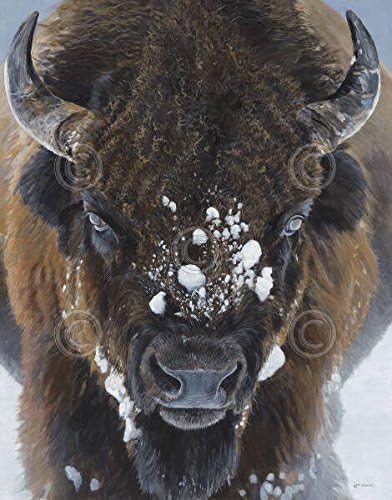 Kış Savaşçı tarafından Terry Isaac Buffalo Bison Yaban Hayatı Doğa Kar Sanat Baskı Poster 8x10