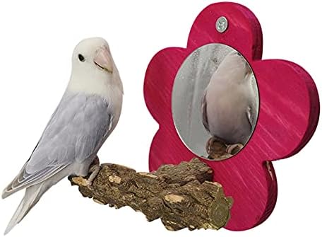 Parakeet Oyuncaklar Kuş Levrek Standı ile Ayna Kuş Kafesi Aksesuarları Doğal Ahşap Platformu için Isırmaya güvenli Afrika Griler,